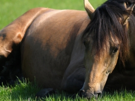 Horses