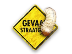 Gevaar straatgras