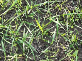 header doorzaaien loonwerker vredo