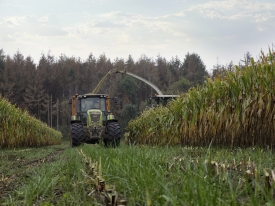 Proterra Maize