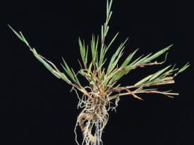 Agrostis stolonifera