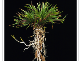 Agrostis capillaris plant