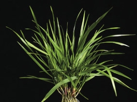 Festuca pratenis