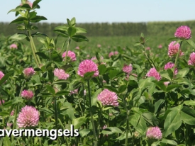klavermengsels