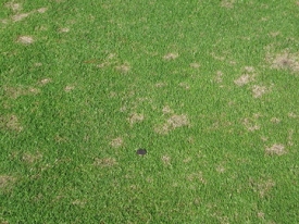 dollarspot green