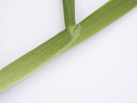 Kropaar