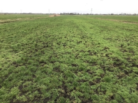 Muizen- of droogteschade