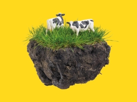 NutriFibre gezonde koeien