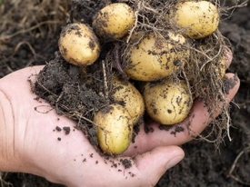 Handvol aardappels en aarde van boncrop image