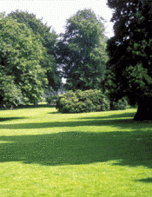 Mooie grasmat