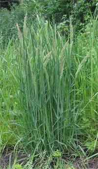 Holcus lanatus