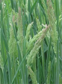 Holcus lanatus