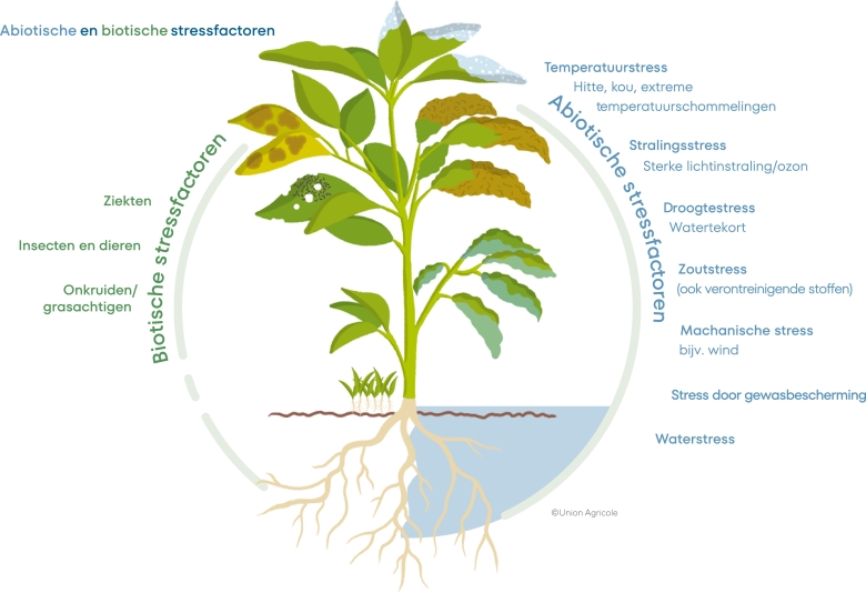 abiotische en biotische stress factoren
