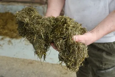 Gras