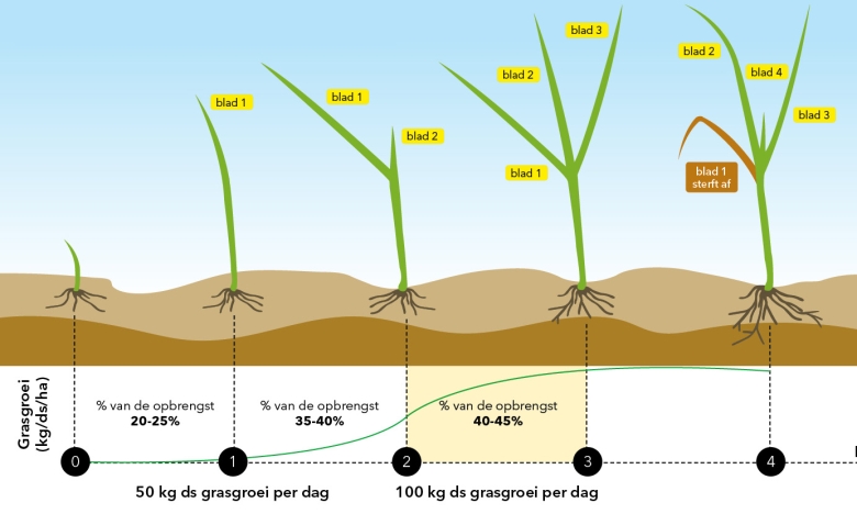 grasgroei