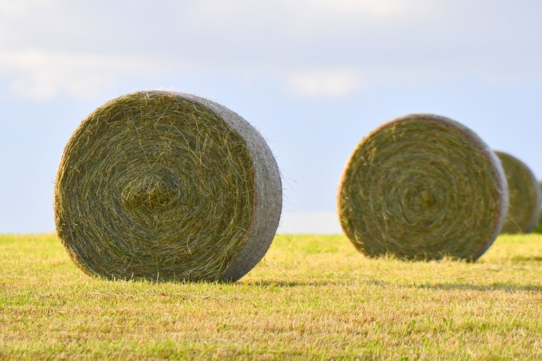 /Hay