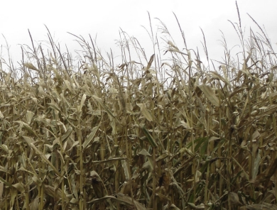 beeld verdroogde mais