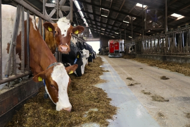 Afbeelding koe artikel beste graslandboer