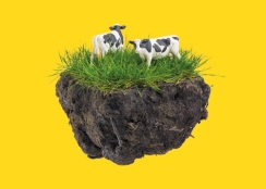 NutriFibre gezonde koeien