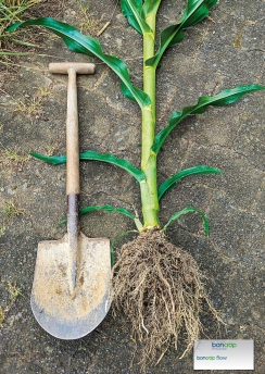 mais wortels boncrop