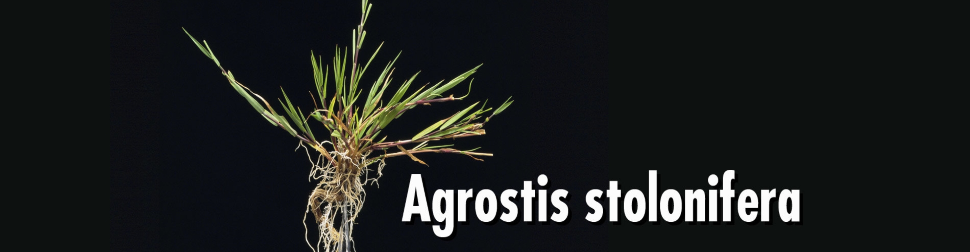 HEADER Agrostis stolonifera