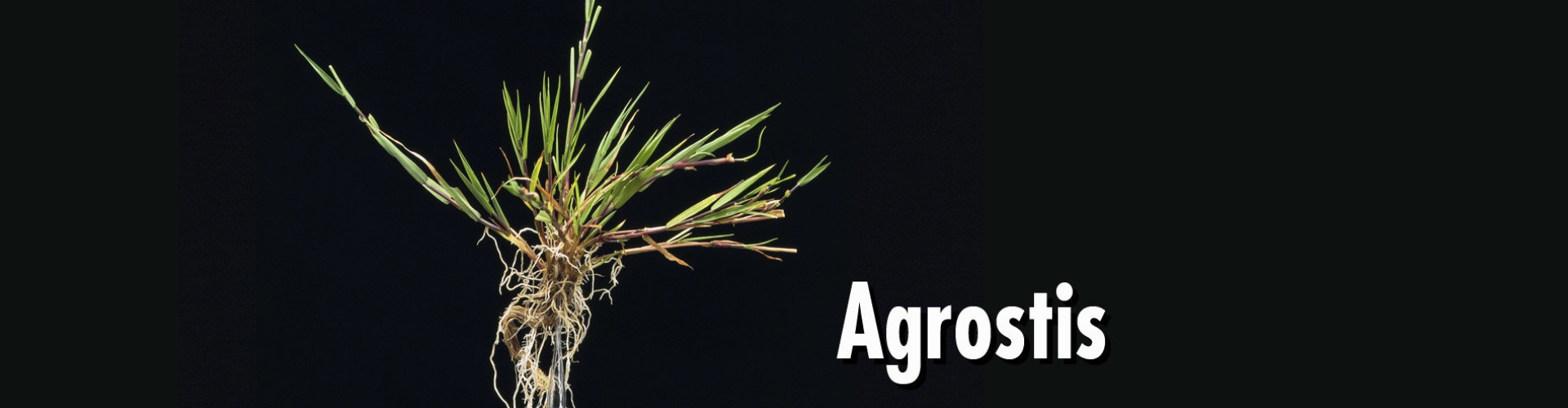 HEADER Agrostis