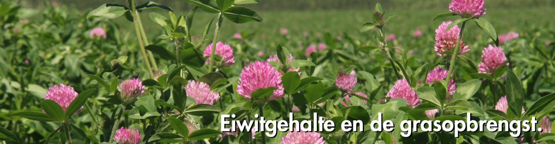 header klaver eiwitgehalte