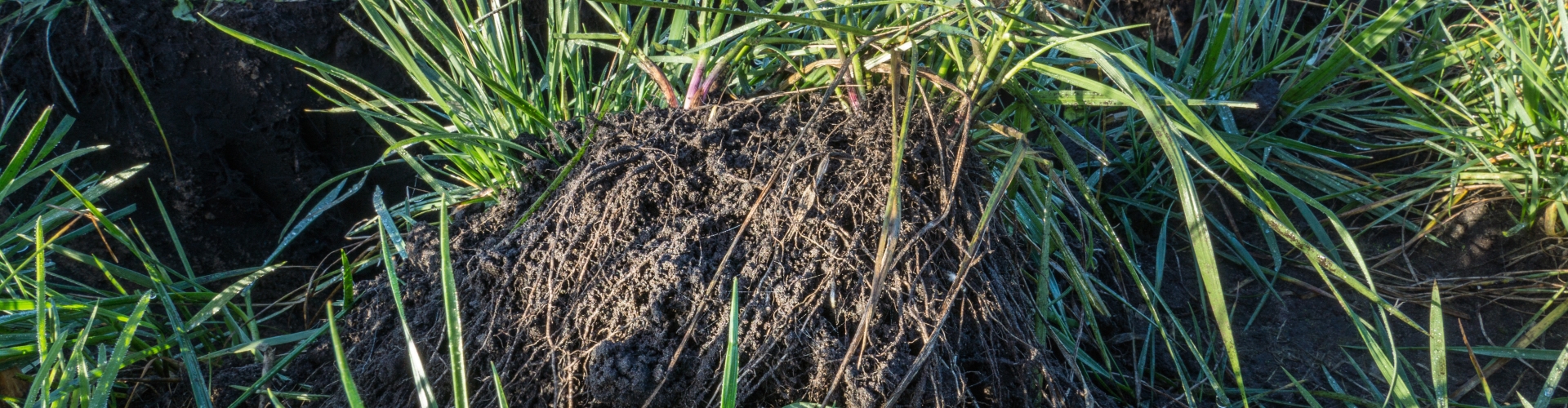 Proterra Maize - Vanggewas