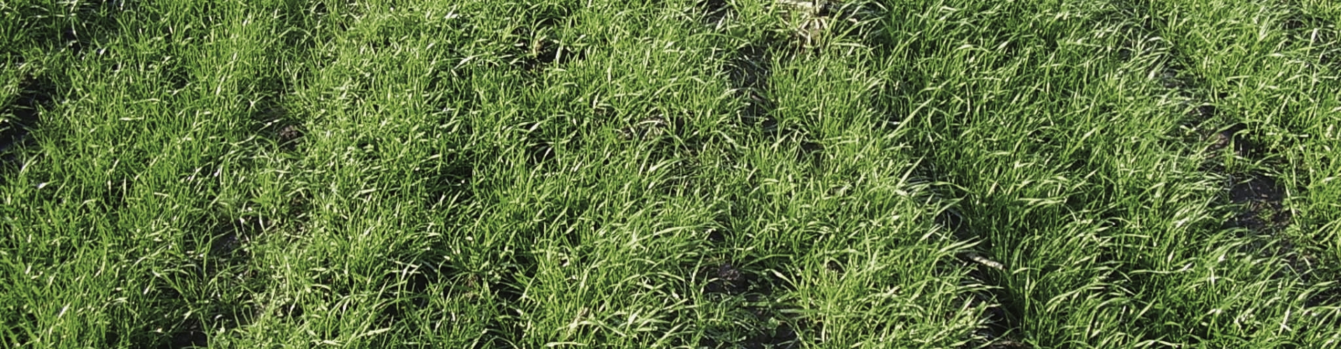 Soilcover Groenbemesters