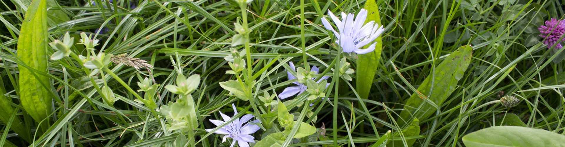 botanische samenstelling