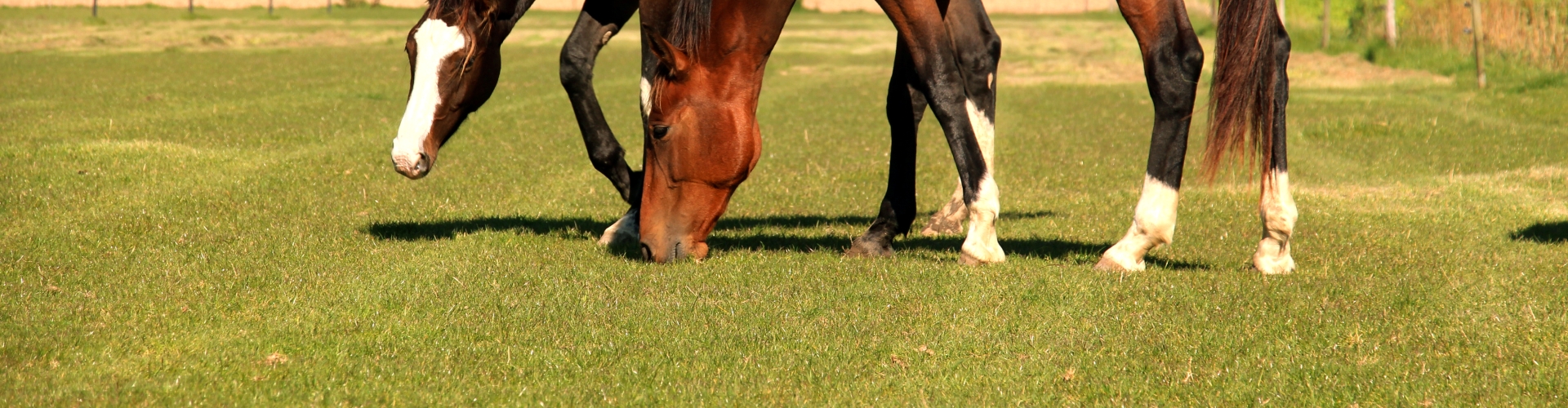 Paardengras