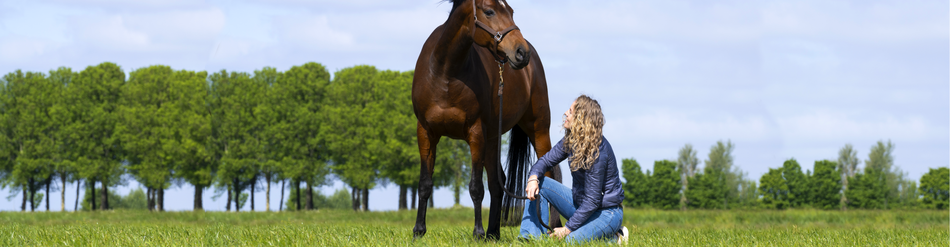 Teelthandleiding Horse Master