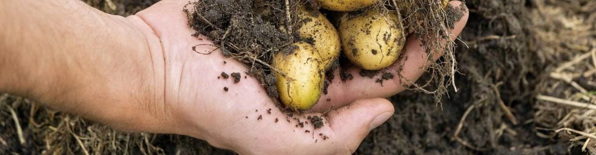 Handvol aardappels en aarde van boncrop