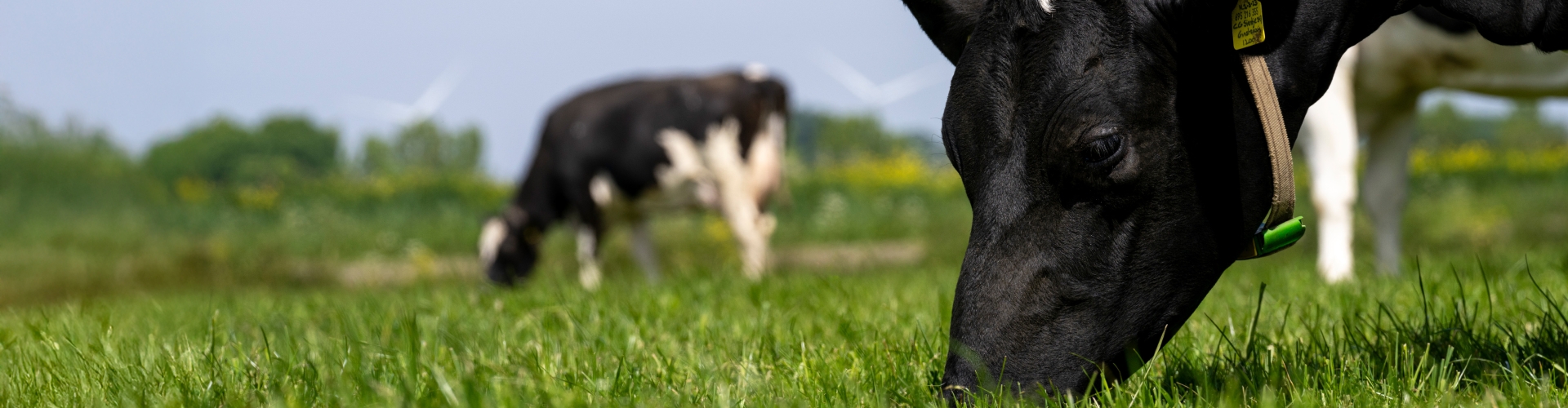 Header artikel Gezond Weiden