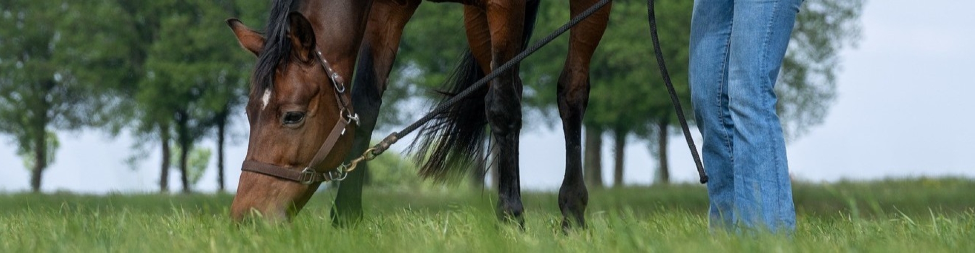 Gezond gras voor paarden