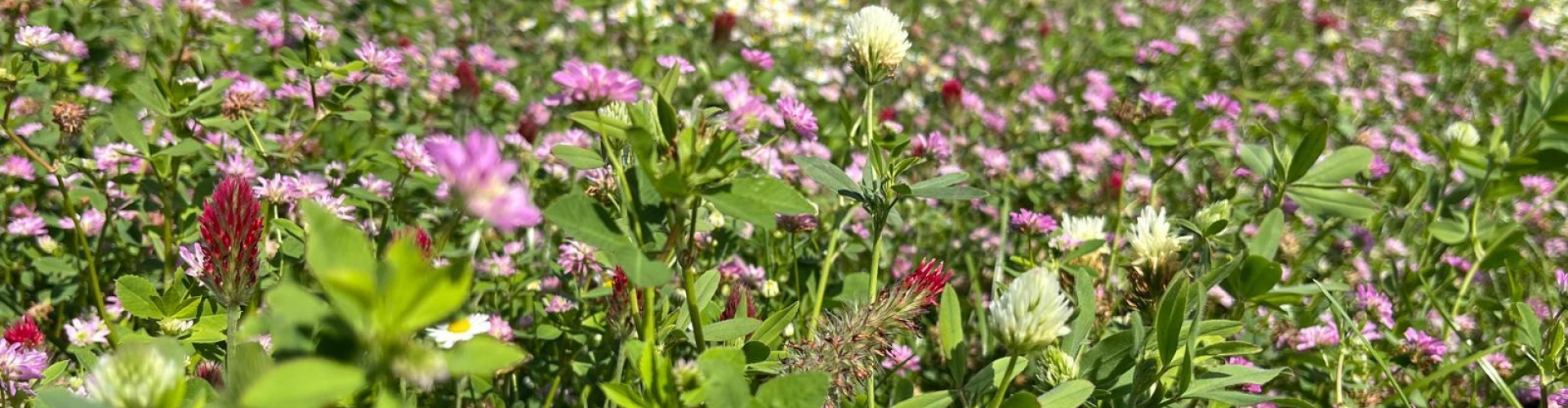 Eiwitrijk grasland