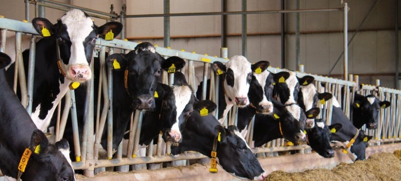 Bonsilage Fit_koeien op stal.jpg