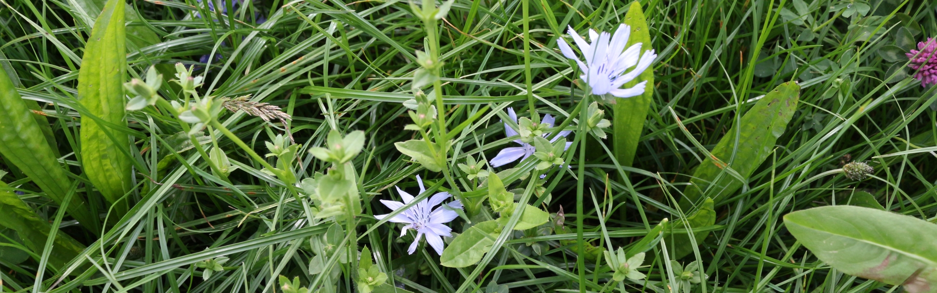 Barenbrug NutriHerb