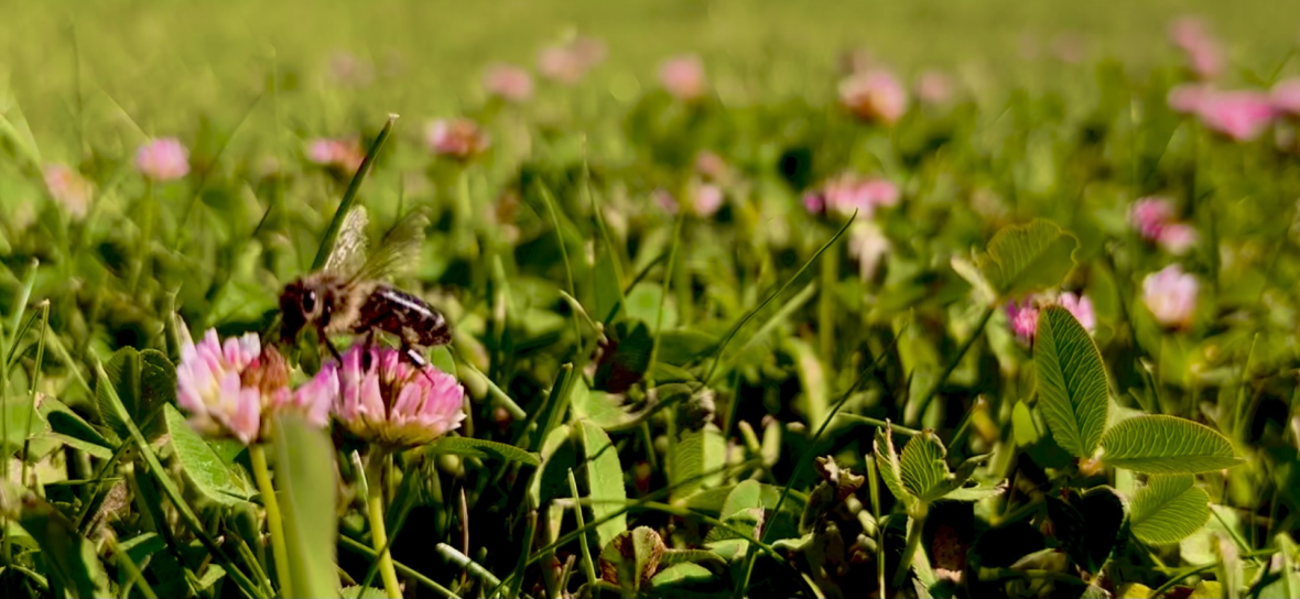 Bee Happy