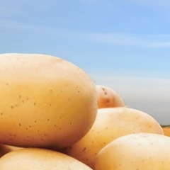 PotatoEurope 2025
